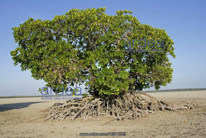 : Red mangroves at Mida Creek : Red mangroves at Mida Creek