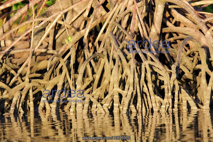 : Red Mangroves - showing distinctive prop roots : Red Mangroves - showing distinctive prop roots
