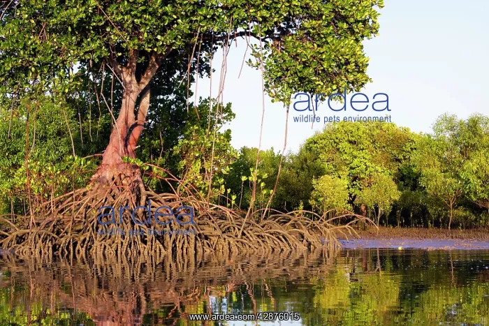 : Red Mangroves - showing distinctive prop roots : Red Mangroves - showing distinctive prop roots