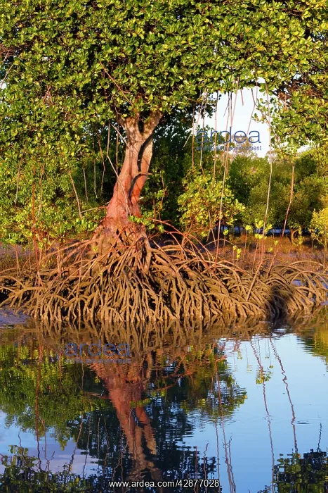 : Red Mangroves - showing distinctive prop roots : Red Mangroves - showing distinctive prop roots