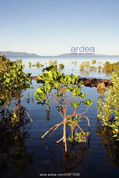 : Red Mangroves - showing distinctive prop roots : Red Mangroves - showing distinctive prop roots
