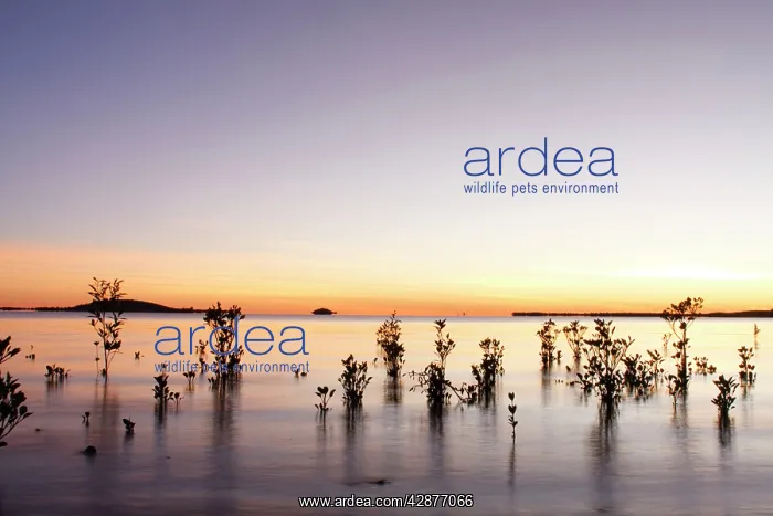  : Red Mangroves - showing new growth in shallow tidal
