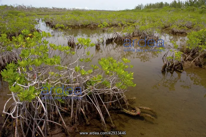 : Red mangroves showing stabilising prop roots : Red mangroves showing stabilising prop roots