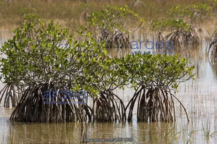 : Red mangroves, with stilt roots : Red mangroves, with stilt roots
