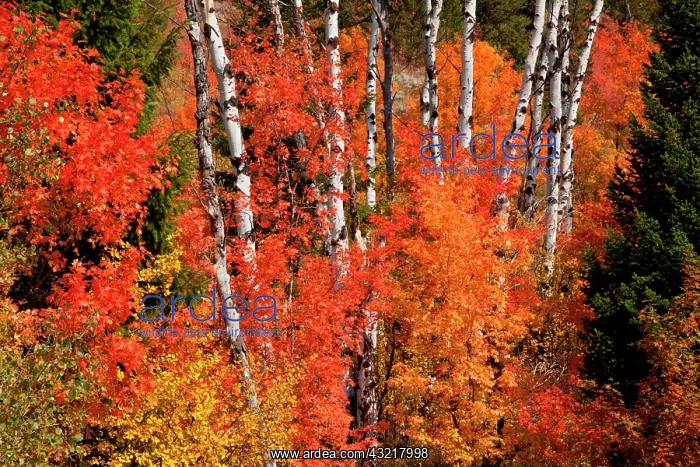 : Red Maple (Acer rubra) and aspens (Populus : Red Maple (Acer rubra) and aspens (Populus
