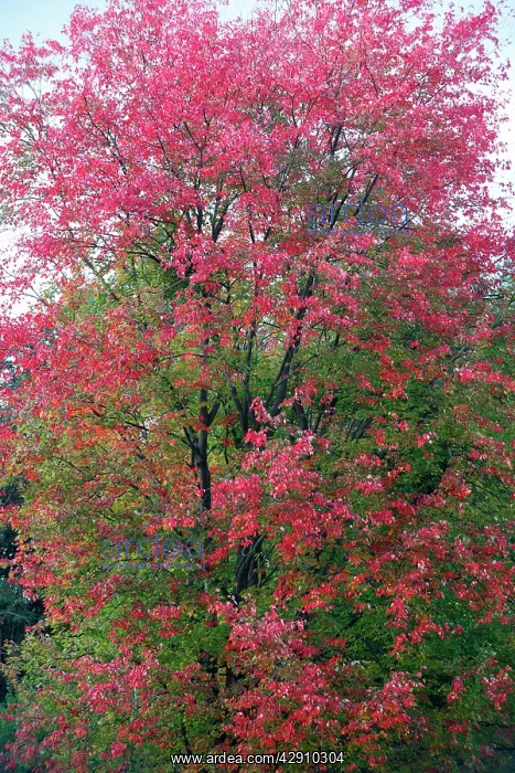 : Red Maple - autumn : Red Maple - autumn