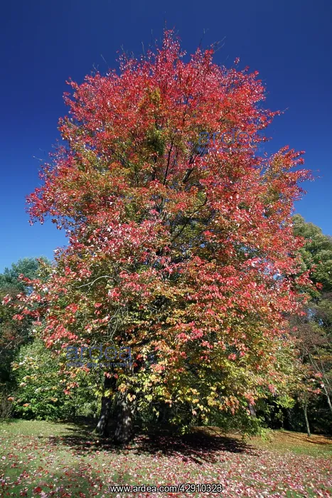 : Red Maple - autumn : Red Maple - autumn