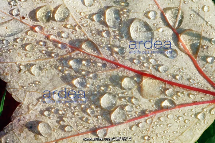 : Red Maple - leaf with dew drops - autumn : Red Maple - leaf with dew drops - autumn