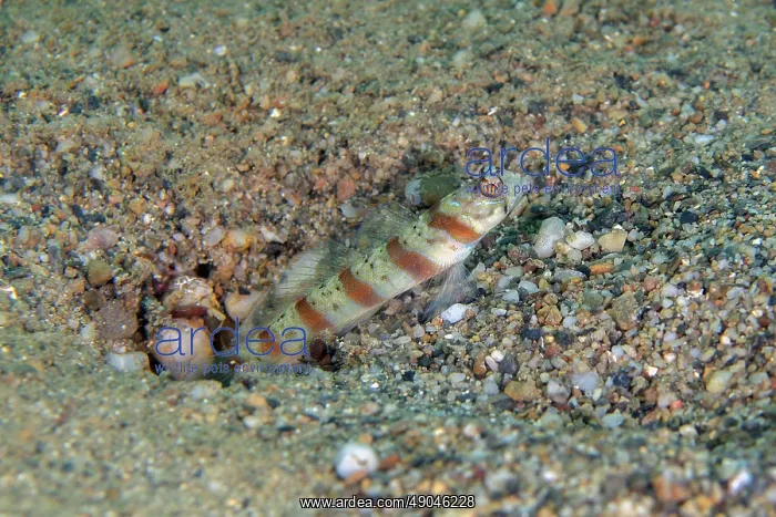 : Red-margin Shrimpgoby by hole : Red-margin Shrimpgoby by hole