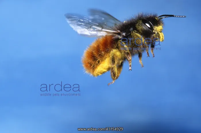 : Red Mason Bee : Red Mason Bee