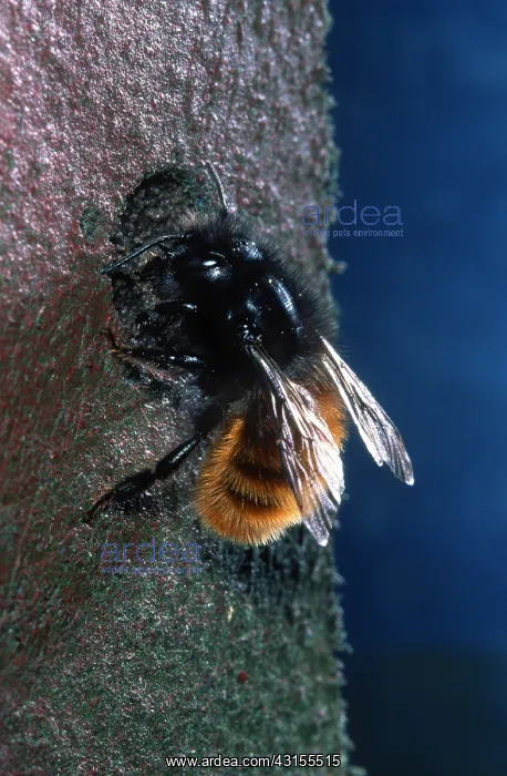 : Red Mason Bee : Red Mason Bee