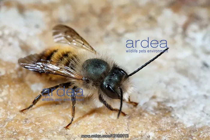 : Red Mason Bee : Red Mason Bee