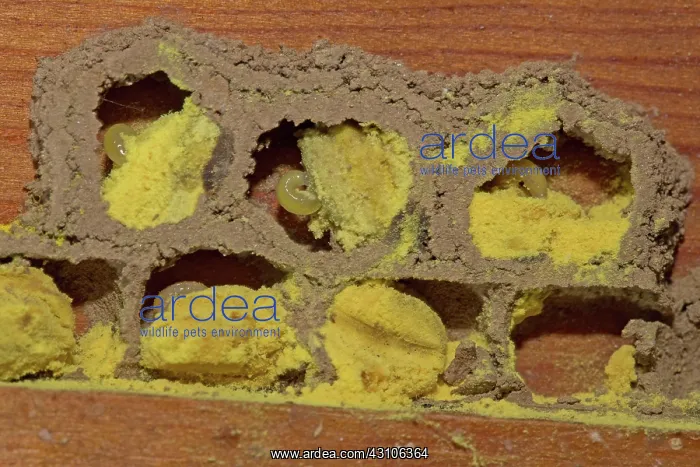 : Red mason bee (Osmia bicornis), breeding cell, wooden : Red mason bee (Osmia bicornis), breeding cell, wooden