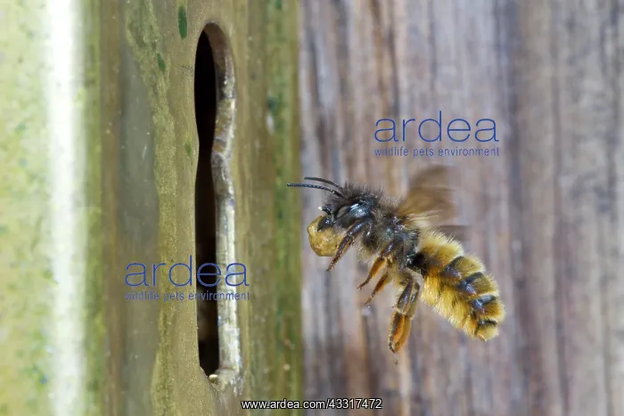 : Red Mason bee (Osmia bicornis) adult female in flight : Red Mason bee (Osmia bicornis) adult female in flight