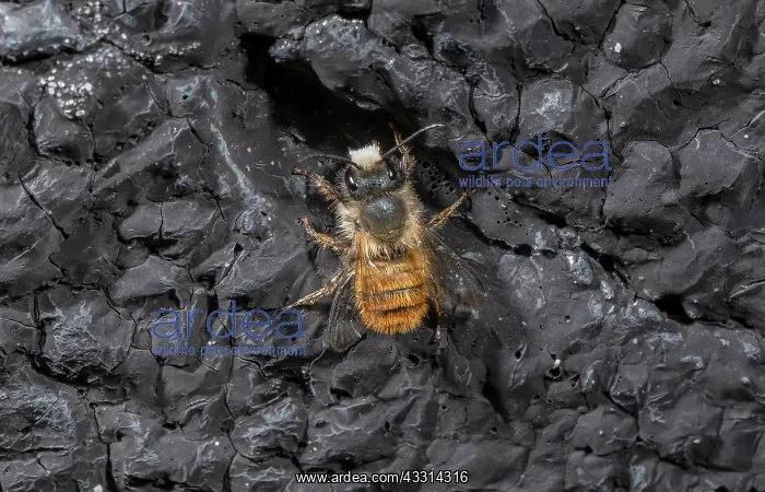 : Red Mason Bee, Osmia bicornis, close to its nest in spring : Red Mason Bee, Osmia bicornis, close to its nest in spring