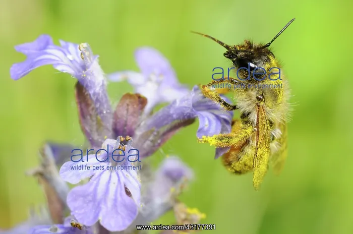 : Red Mason Bee (Osmia bicornis) female on Bugle (Ajuga : Red Mason Bee (Osmia bicornis) female on Bugle (Ajuga