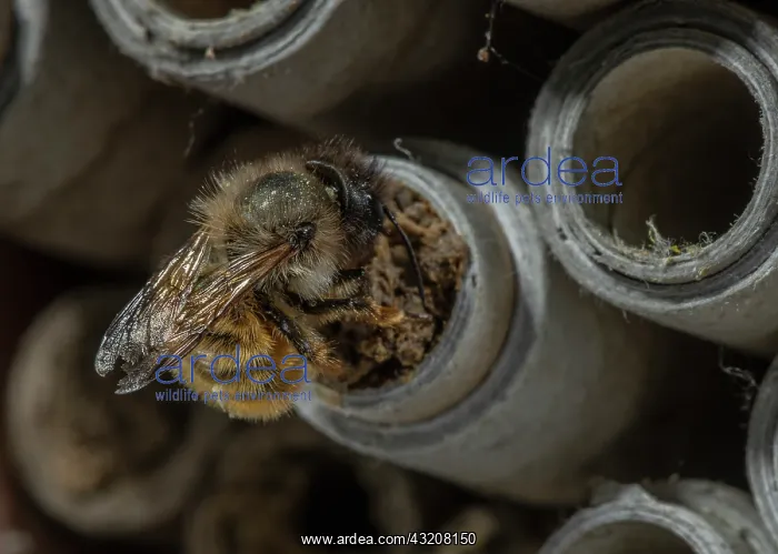 : Red Mason Bee, Osmia bicornis, at nest holes in : Red Mason Bee, Osmia bicornis, at nest holes in