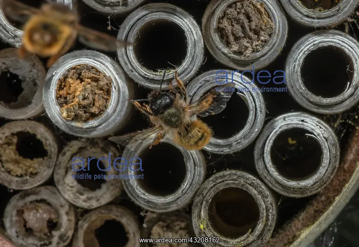 : Red Mason Bee, Osmia bicornis, at nest holes in : Red Mason Bee, Osmia bicornis, at nest holes in