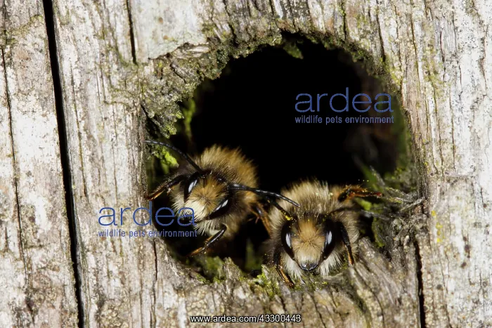 : Red Mason Bee (Osmia rufa) two adult males, roosting : Red Mason Bee (Osmia rufa) two adult males, roosting