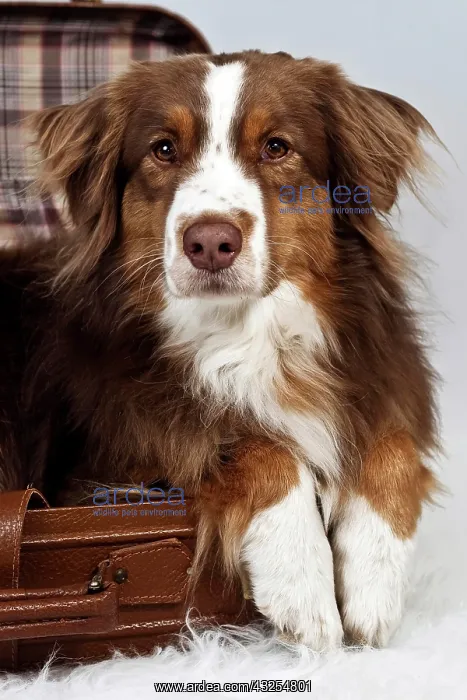 : Red-merle-colored Australian Shepherd laying its : Red-merle-colored Australian Shepherd laying its