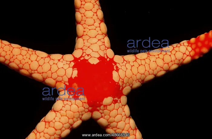 : Red Mesh Starfish, Fromia monilis, Maldives, North Male : Red Mesh Starfish, Fromia monilis, Maldives, North Male