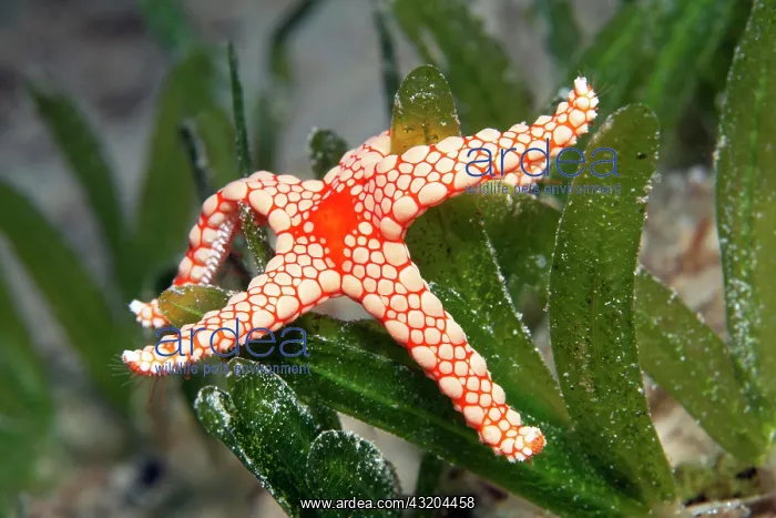 : Red mesh starfish, or pearl Necklace Sea Star (Fromia : Red mesh starfish, or pearl Necklace Sea Star (Fromia