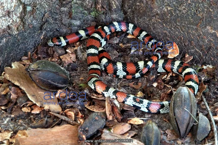 : Red Milk Snake : Red Milk Snake