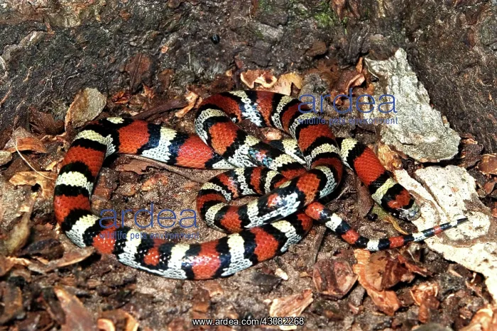 : Red Milk Snake : Red Milk Snake