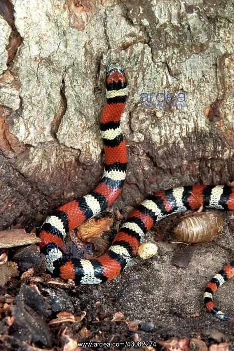 : Red Milk Snake : Red Milk Snake