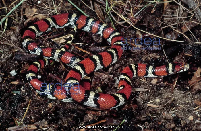 : Red Milksnake : Red Milksnake
