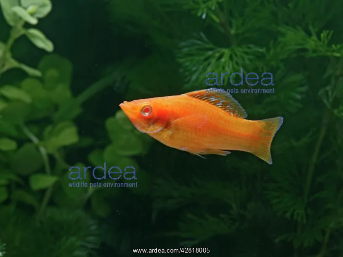 : Red molly - side view : Red molly - side view
