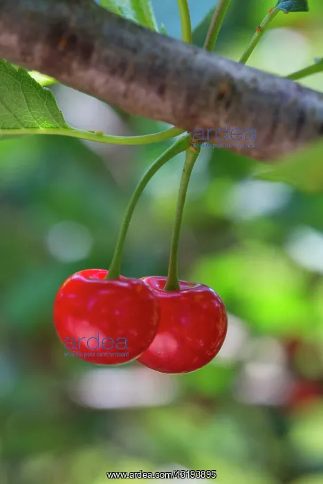  : Red Morello cherries on the tree, Provence, France