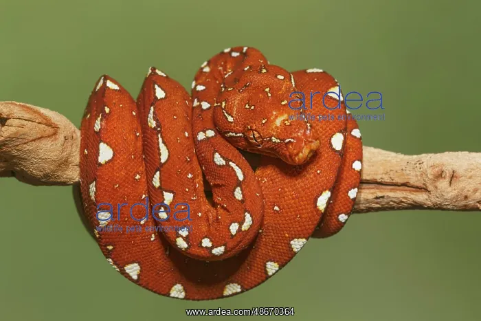 : Red morph of green tree python : Red morph of green tree python