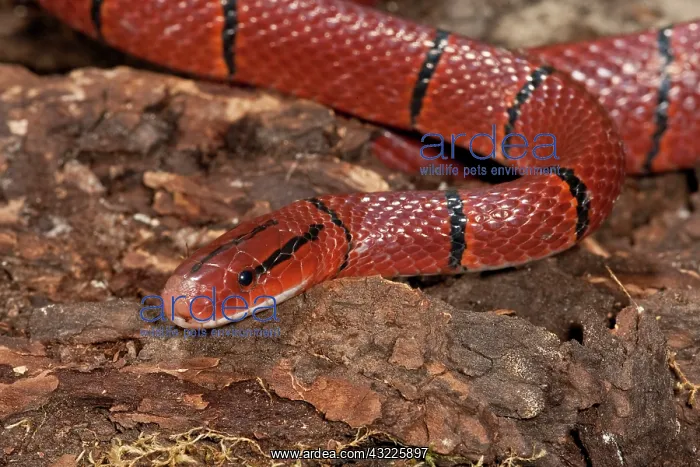 : Red Mountain Racer, Oreocryptophis porphyraceus : Red Mountain Racer, Oreocryptophis porphyraceus