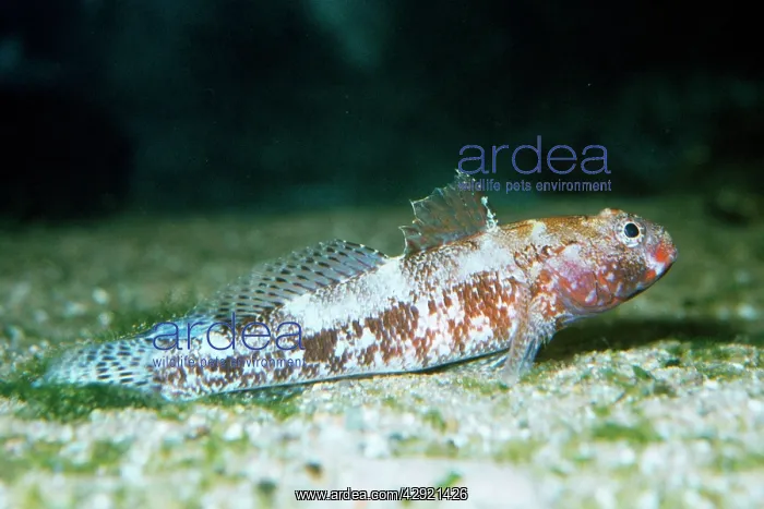 : Red-mouthed Goby : Red-mouthed Goby