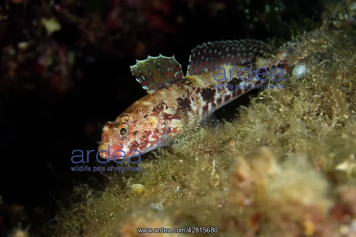 : Red-mouthed goby Gobius cruentatus Cala Scura Giglio Island : Red-mouthed goby Gobius cruentatus Cala Scura Giglio Island