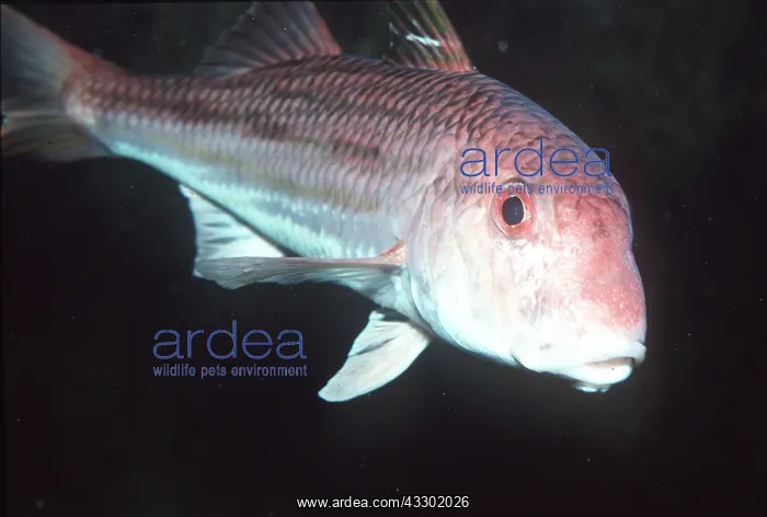 : RED MULLET : RED MULLET