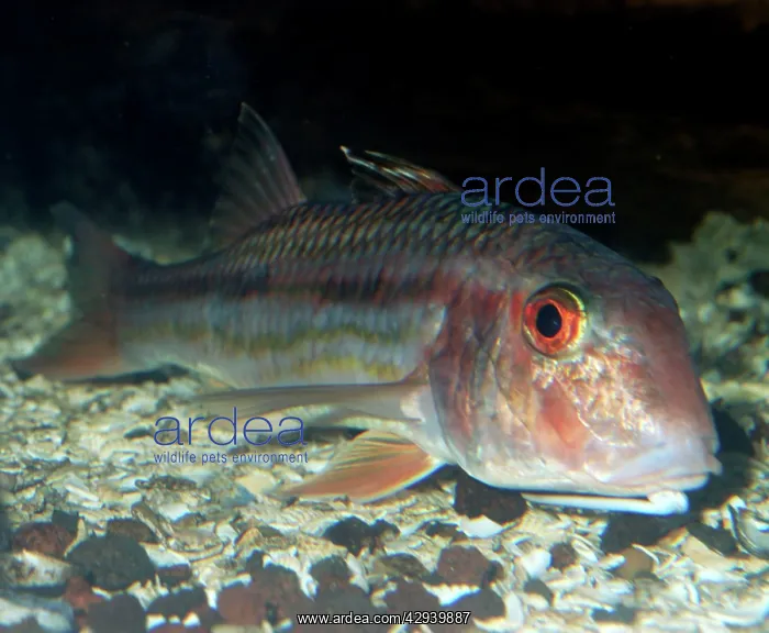  : Red Mullet - lives on the bottom in shallow waters