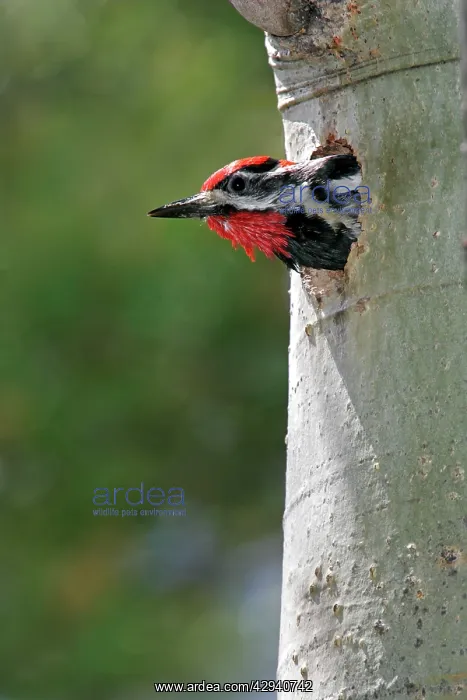 : Red-naped Sapsucker : Red-naped Sapsucker
