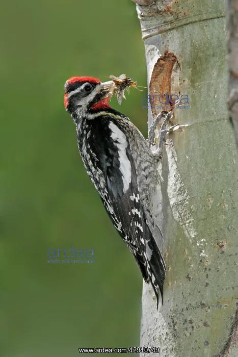 : Red-naped Sapsucker : Red-naped Sapsucker