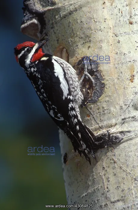 : Red Naped Sapsucker : Red Naped Sapsucker