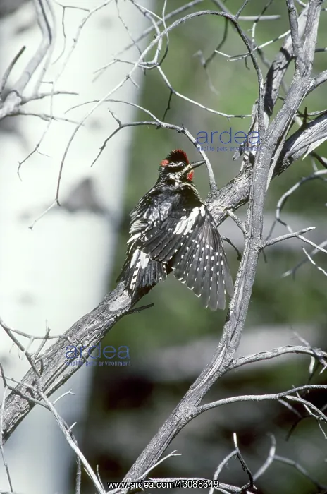 : Red-naped Sapsucker : Red-naped Sapsucker
