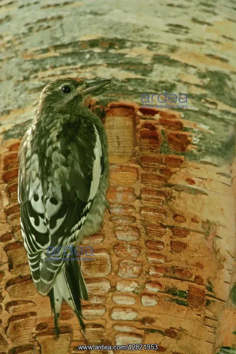 : Red-naped Sapsucker - Juvenile perched on trunk : Red-naped Sapsucker - Juvenile perched on trunk