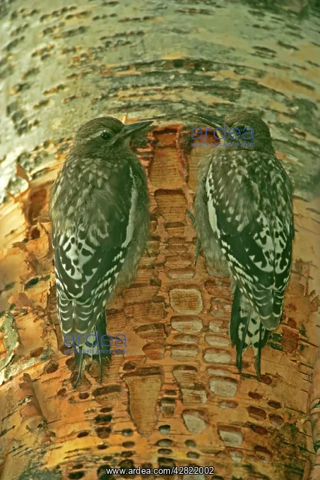 : Red-naped Sapsucker - Juveniles perched on tree : Red-naped Sapsucker - Juveniles perched on tree