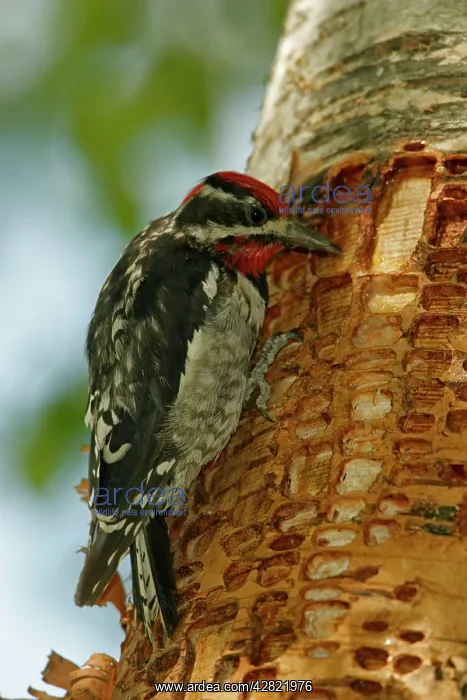 : Red-naped Sapsucker - Perched on tree trunk where : Red-naped Sapsucker - Perched on tree trunk where