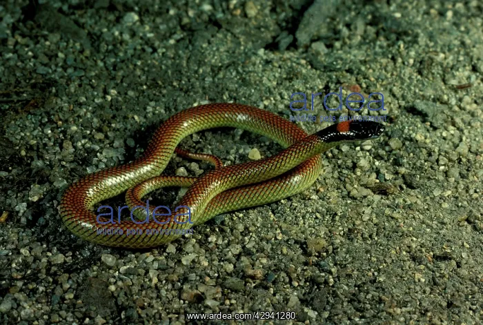 : Red-naped snake : Red-naped snake