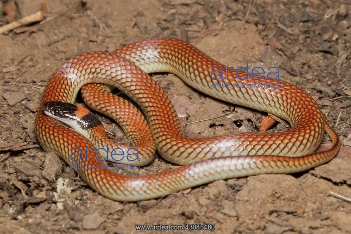 : Red-naped Snake : Red-naped Snake