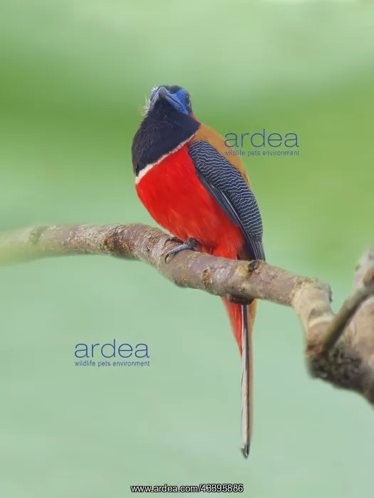 : Red Naped Trogon Harpactes kasumba Sabah, Malays : Red Naped Trogon Harpactes kasumba Sabah, Malays