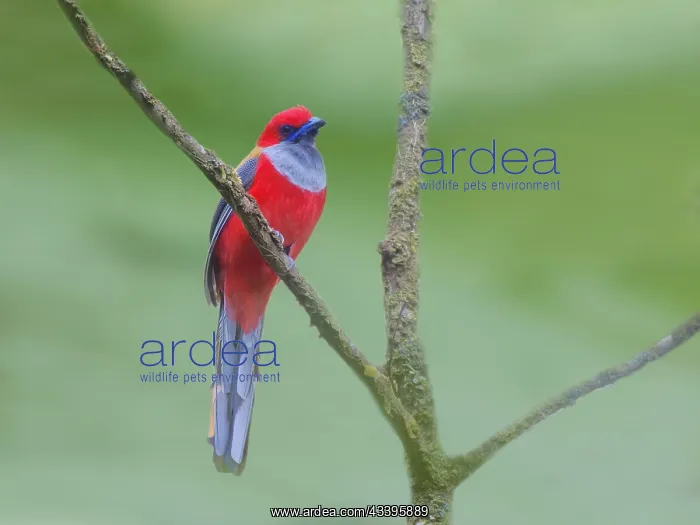 : Red Naped Trogon Harpactes kasumba Sabah, Malays : Red Naped Trogon Harpactes kasumba Sabah, Malays