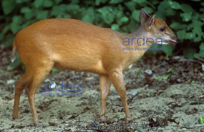: Red / Natal DUIKER : Red / Natal DUIKER